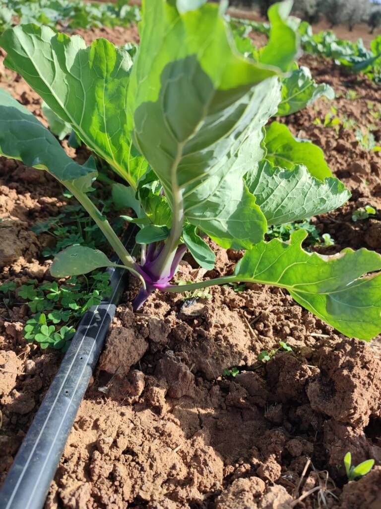 consorzio-agricolo-catania-copas-15