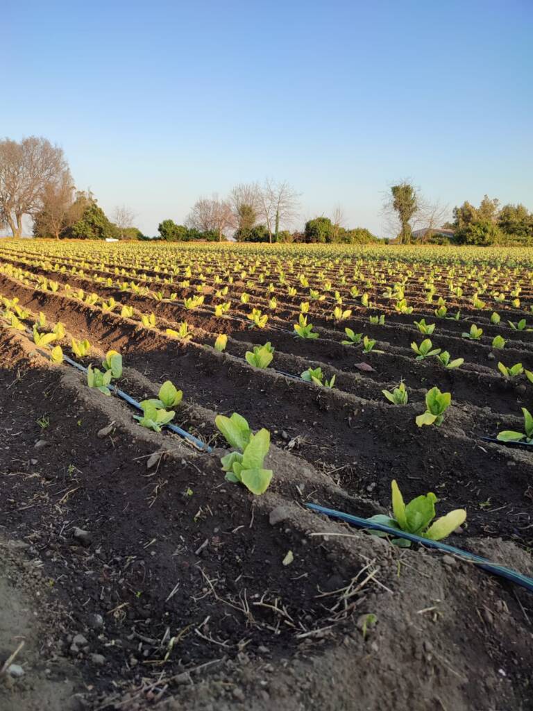 consorzio-agricolo-catania-copas-19
