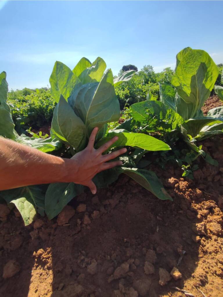 consorzio-agricolo-catania-copas-7